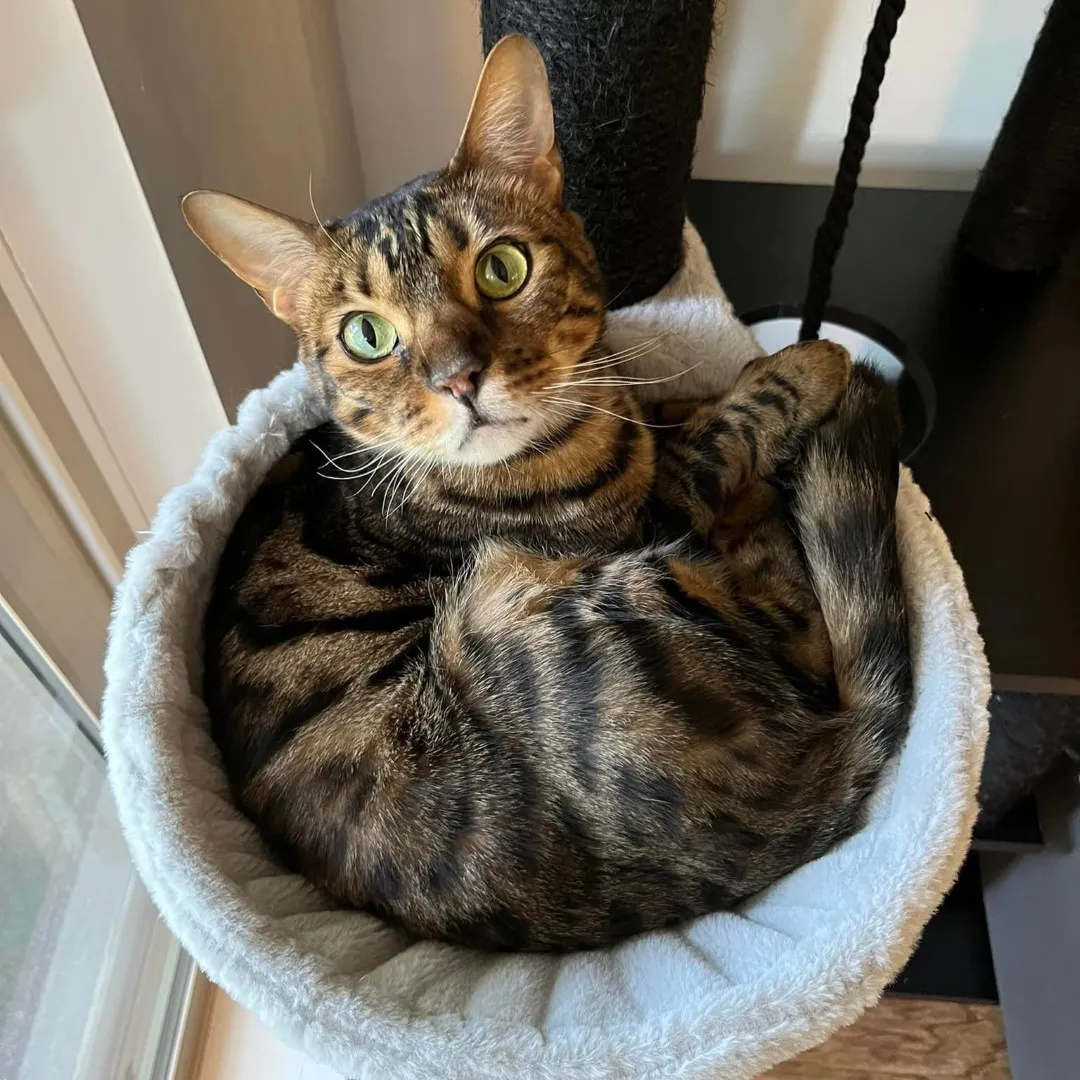 A brown and black spotted bengal cat sitting in a cat tree. He stares up at the camera.