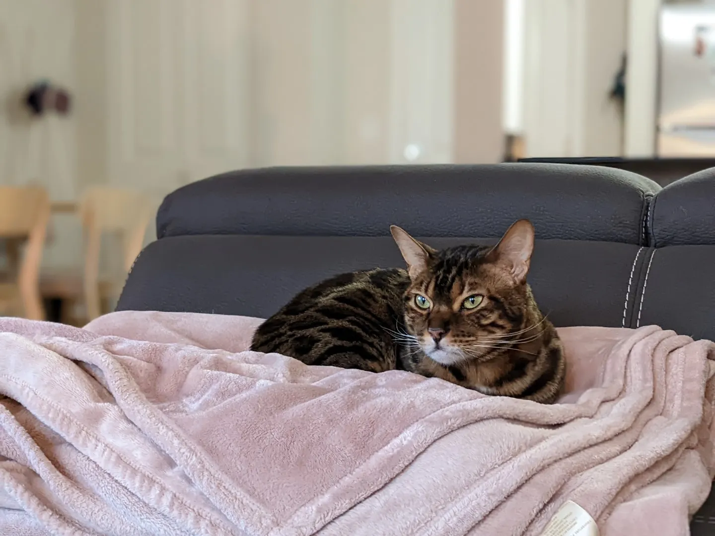 A brown and black spotted bengal cat sitting on top of a pink fuzzy blanket. He is looking out to the left sleepily.